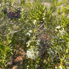 Philotheca linearis at Gunderbooka, NSW - 25 Jun 2024 09:24 AM