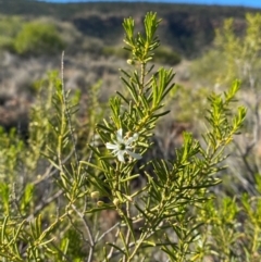 Philotheca linearis at Gunderbooka, NSW - 25 Jun 2024