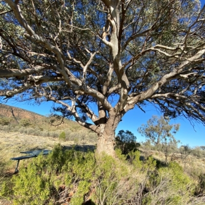 Eucalyptus camaldulensis (River Red Gum) at Gunderbooka, NSW - 25 Jun 2024 by Tapirlord