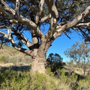 Eucalyptus camaldulensis at suppressed - 25 Jun 2024