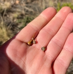 Eucalyptus camaldulensis at suppressed - 25 Jun 2024