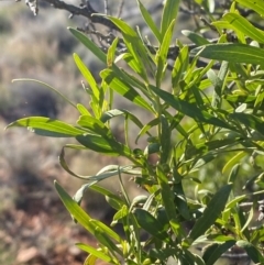 Eremophila mitchellii (Budda) at Gunderbooka, NSW - 25 Jun 2024 by Tapirlord