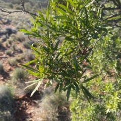 Eremophila mitchellii at Gunderbooka, NSW - 25 Jun 2024 09:22 AM