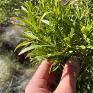 Eremophila mitchellii at Gunderbooka, NSW - 25 Jun 2024