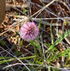 Ptilotus leucocoma (Ptilotus) at Gunderbooka, NSW - 24 Jun 2024 by Tapirlord