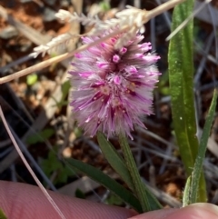Ptilotus leucocoma at Gunderbooka, NSW - 25 Jun 2024 09:21 AM