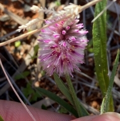 Ptilotus leucocoma at Gunderbooka, NSW - 25 Jun 2024