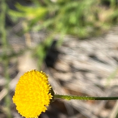 Rutidosis helichrysoides (Grey Wrinklewort) at Gunderbooka, NSW - 25 Jun 2024 by Tapirlord