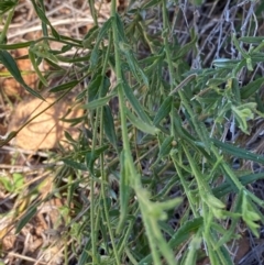 Rutidosis helichrysoides at Gunderbooka, NSW - 25 Jun 2024