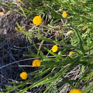 Rutidosis helichrysoides at Gunderbooka, NSW - 25 Jun 2024