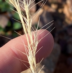 Aristida jerichoensis var. jerichoensis (Jericho Wiregrass) at Gunderbooka, NSW - 24 Jun 2024 by Tapirlord