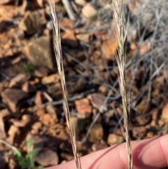 Aristida jerichoensis var. jerichoensis at Gunderbooka, NSW - 25 Jun 2024