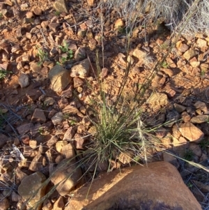 Aristida jerichoensis var. jerichoensis at Gunderbooka, NSW - 25 Jun 2024