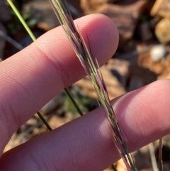 Aristida jerichoensis var. jerichoensis at Gunderbooka, NSW - 25 Jun 2024