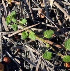 Dysphania melanocarpa (Keeled Goosefoot) at Gunderbooka, NSW - 25 Jun 2024 by Tapirlord