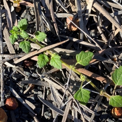 Dysphania melanocarpa (Keeled Goosefoot) at Gunderbooka, NSW - 24 Jun 2024 by Tapirlord