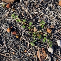 Dysphania melanocarpa at Gunderbooka, NSW - 25 Jun 2024 09:15 AM