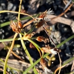 Fimbristylis dichotoma (A Sedge) at Gunderbooka, NSW - 24 Jun 2024 by Tapirlord