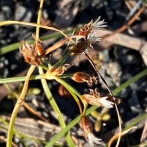 Fimbristylis dichotoma at Gunderbooka, NSW - 25 Jun 2024