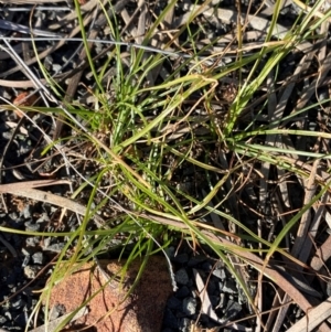 Fimbristylis dichotoma at Gunderbooka, NSW - 25 Jun 2024