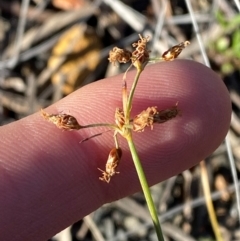 Fimbristylis dichotoma at Gunderbooka, NSW - 25 Jun 2024