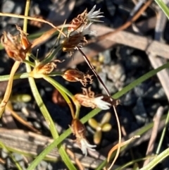 Fimbristylis dichotoma at Gunderbooka, NSW - 25 Jun 2024 09:15 AM