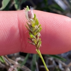 Thyridolepis mitchelliana (Window Mulga-Grass) at Gunderbooka, NSW - 25 Jun 2024 by Tapirlord