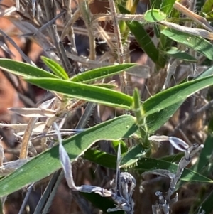 Thyridolepis mitchelliana at Gunderbooka, NSW - 25 Jun 2024