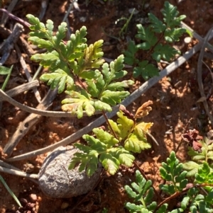 Cheilanthes sieberi subsp. sieberi (Mulga Rock Fern) at Gunderbooka, NSW by Tapirlord