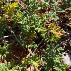 Cheilanthes sieberi subsp. sieberi at Gunderbooka, NSW - 25 Jun 2024 09:08 AM