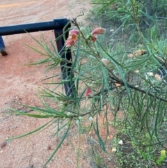 Eremophila longifolia (Weeping Emubush) at Gunderbooka, NSW - 25 Jun 2024 by Tapirlord