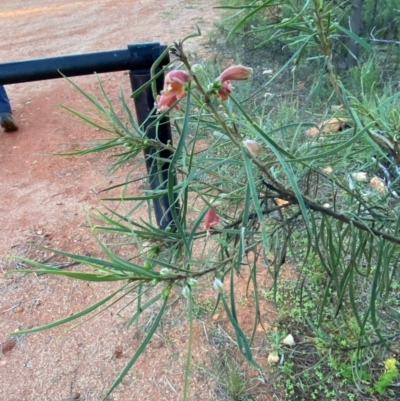 Eremophila longifolia (Weeping Emubush) at Gunderbooka, NSW - 24 Jun 2024 by Tapirlord