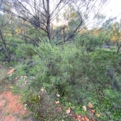 Eremophila longifolia at Gunderbooka, NSW - 25 Jun 2024