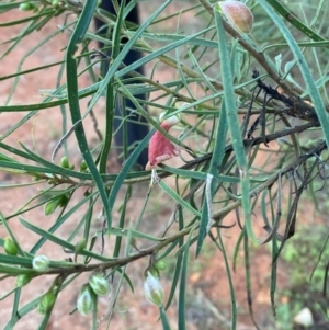 Eremophila longifolia at Gunderbooka, NSW - 25 Jun 2024 07:49 AM