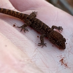 Heteronotia binoei at Gunderbooka, NSW - 24 Jun 2024 by Tapirlord