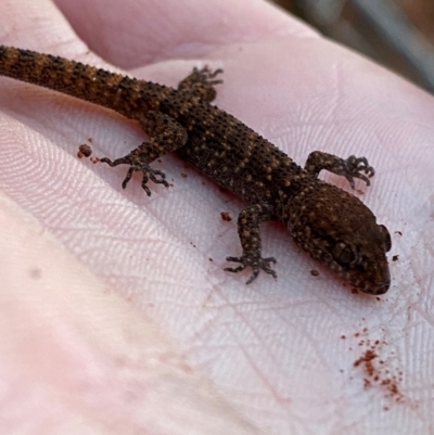 Heteronotia binoei (Bynoe's Gecko) at Gunderbooka, NSW - 25 Jun 2024 by Tapirlord