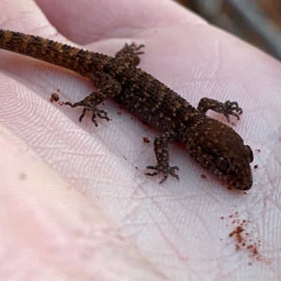 Heteronotia binoei at Gunderbooka, NSW - 24 Jun 2024 by Tapirlord