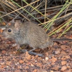 Pseudomys desertor (Desert Mouse) at Opalton, QLD - 30 Dec 2022 by MichaelBedingfield