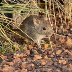 Pseudomys desertor at Opalton, QLD - 30 Dec 2022