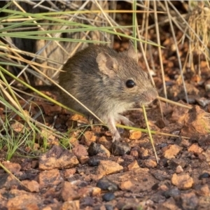 Pseudomys desertor at Opalton, QLD - 30 Dec 2022