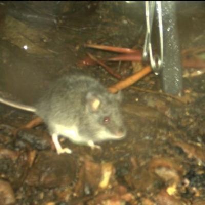 Pseudomys fumeus (Smoky Mouse) at Knockwood, VIC - 29 Jun 2019 by MichaelBedingfield