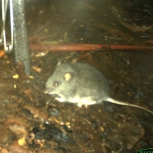 Pseudomys fumeus at Knockwood, VIC - 29 Jun 2019 12:00 PM