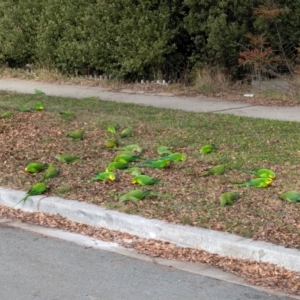 Polytelis swainsonii at Franklin, ACT - suppressed