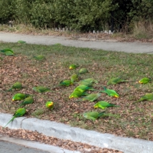 Polytelis swainsonii at Franklin, ACT - suppressed