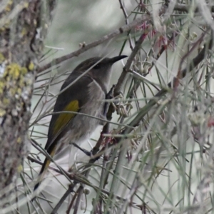 Phylidonyris pyrrhopterus at Strathnairn, ACT - 22 Jul 2024