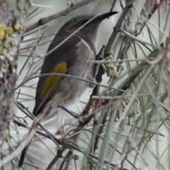 Phylidonyris pyrrhopterus at Strathnairn, ACT - 22 Jul 2024 01:35 PM