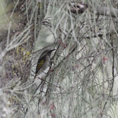 Phylidonyris pyrrhopterus at Strathnairn, ACT - 22 Jul 2024 01:35 PM