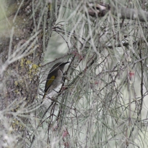 Phylidonyris pyrrhopterus at Strathnairn, ACT - 22 Jul 2024 01:35 PM