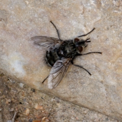 Tachinidae (family) (Unidentified Bristle fly) at Booth, ACT - 22 Jul 2024 by DPRees125