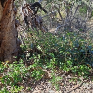 Berberis aquifolium at Pearce, ACT - 23 Jul 2024 01:10 PM